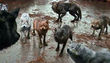 los lobos vuelven a jugar un papel determinante en "Amanecer: Parte 1" Fotograma 1