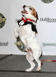 Uggie, el perro de "The Artist" recoge un premio