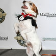 Uggie, el perro de "The Artist" recoge un premio Uggie, el perro de "The Artist" recoge un premio